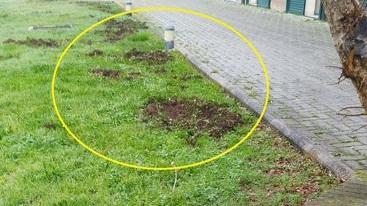 Uccisi due cinghiali che si aggiravano allo Scalo