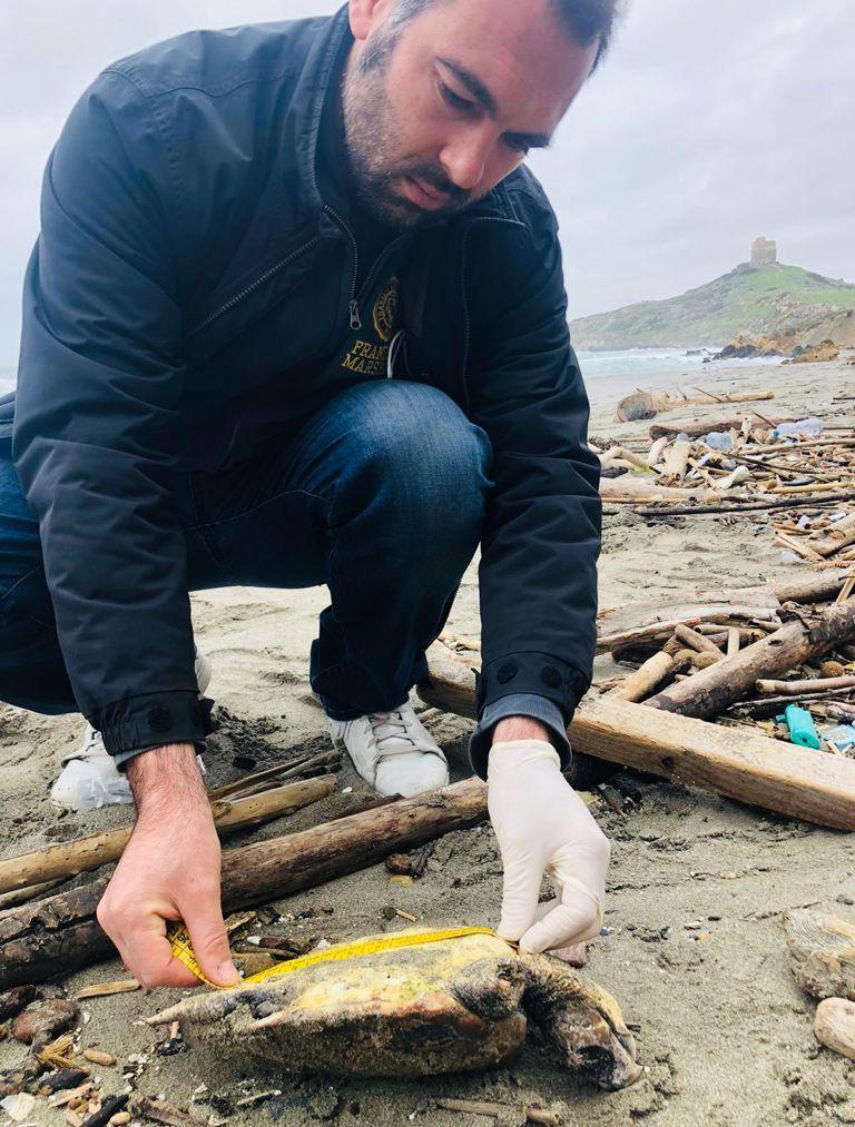 Tartaruga trovata morta in spiaggia 