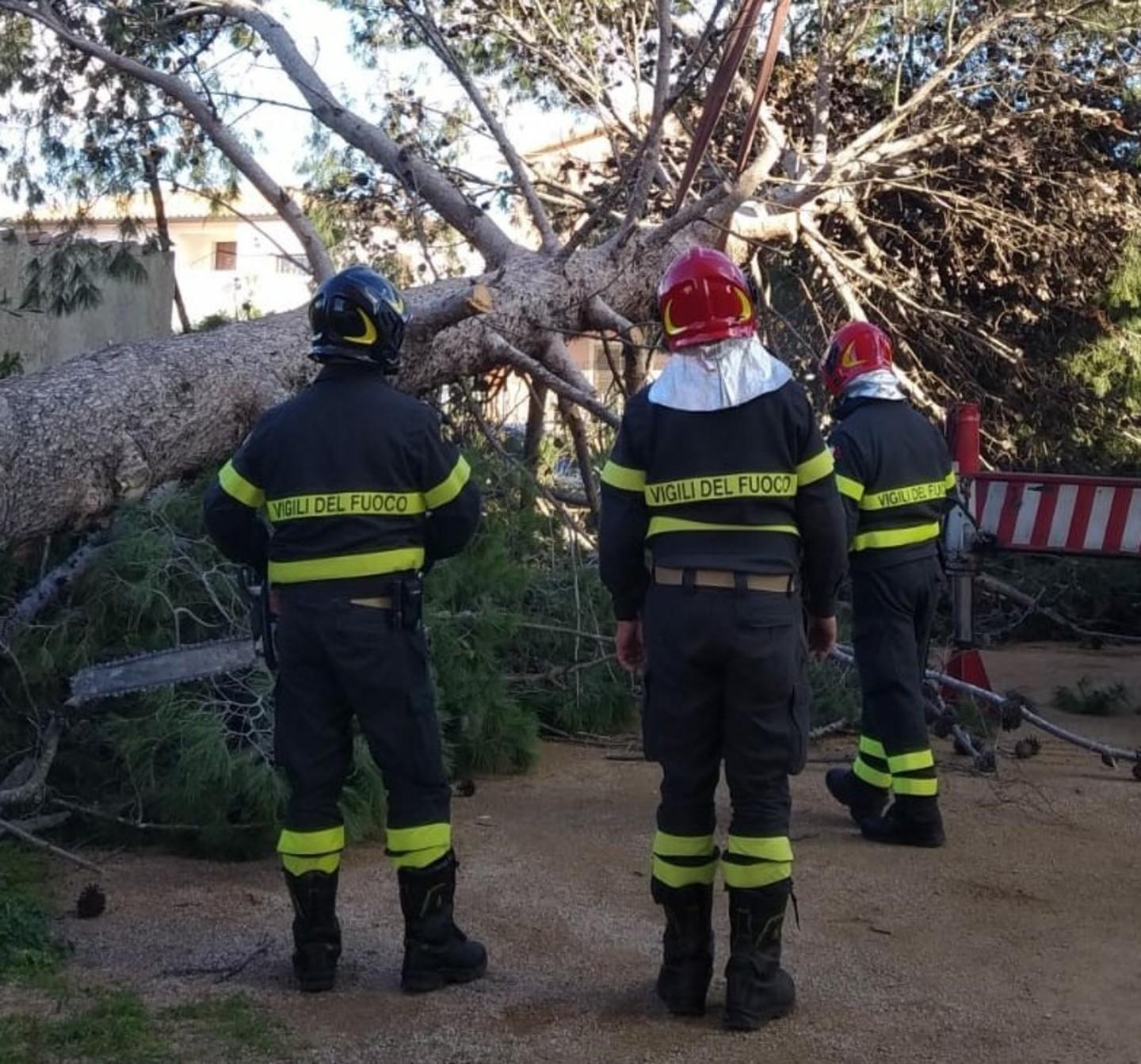 In via De Sanctis paura per un albero abbattuto dal vento
