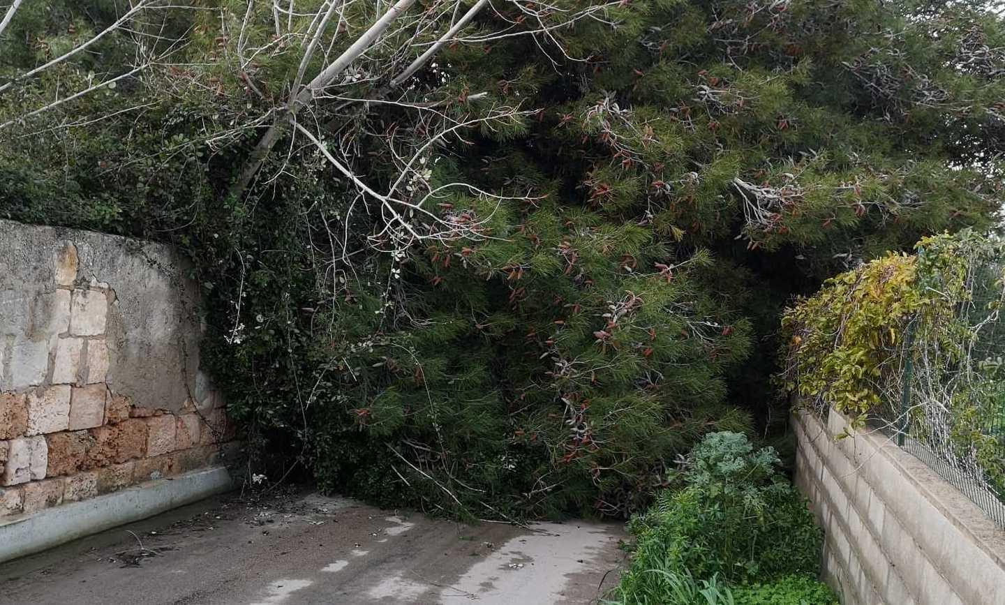 Crolla grosso albero, strada chiusa