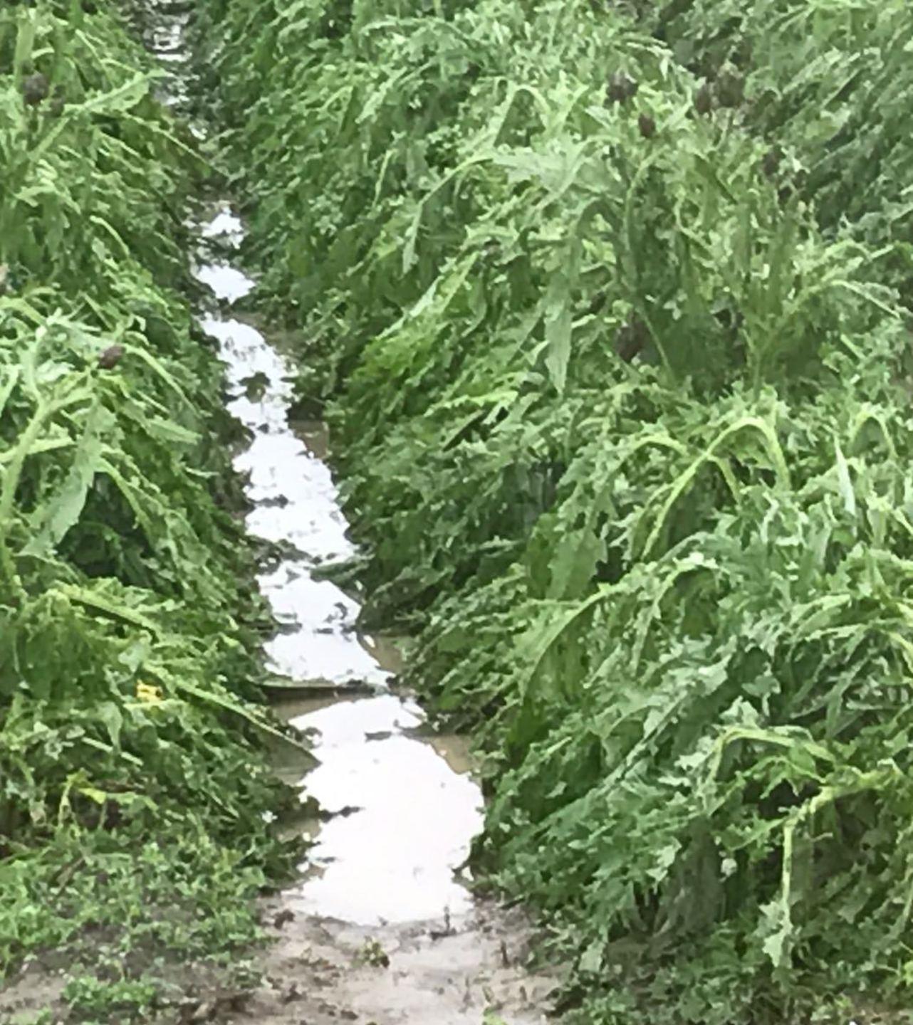 Allagamenti nella piana vertice Consorzio-Comuni 