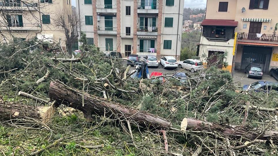 Pini abbattuti nel parco Protesta la naturopata «Tutti sani, non è etico»