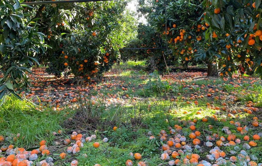 Vento e pioggia, sos dai produttori di agrumi 