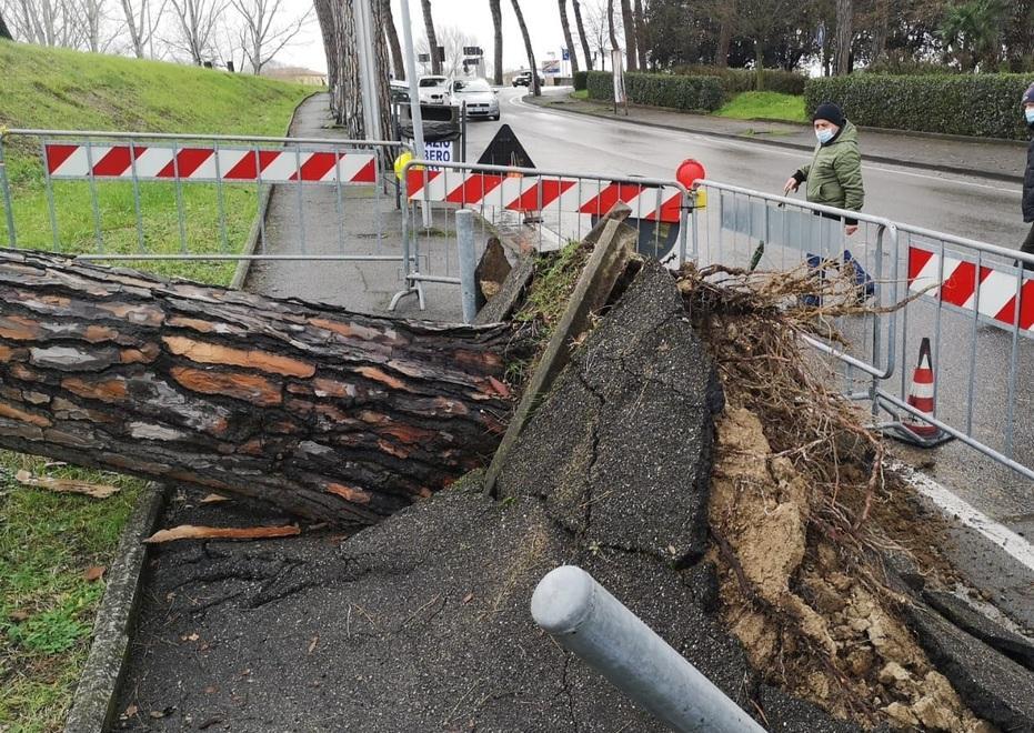 Cade un pino di 15 metri controlli su tutti gli alberi 