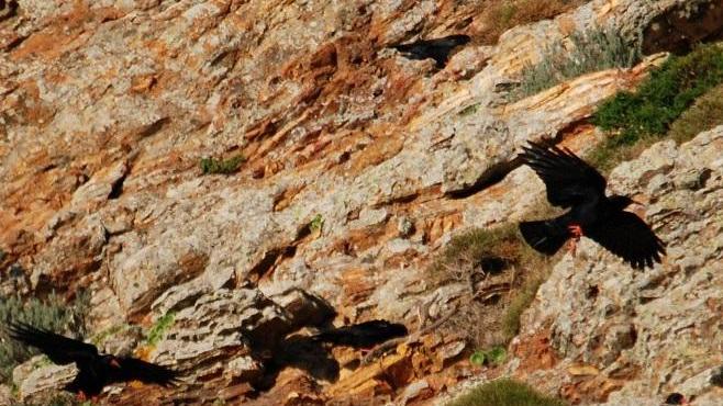 Gracchi corallini in volo sopra l’antica fortezza, sono loro gli inquilini del castello del Volterraio