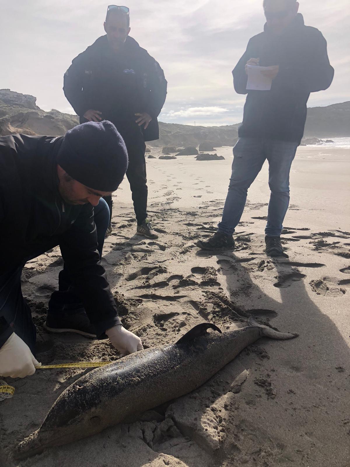 Cabras, delfino spiaggiato sulle coste del Sinis