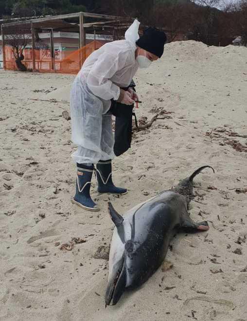 All'Elba tre cetacei spiaggiati in pochi giorni, gli esperti indagano sulle cause