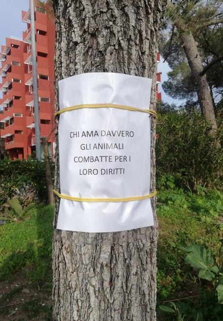 Braccio di ferro sull’affaire dei gatti Nessuna delle parti vuol tornare indietro 
