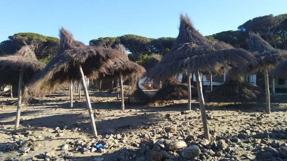 Tartaruga senza vita in spiaggia a Feniglia