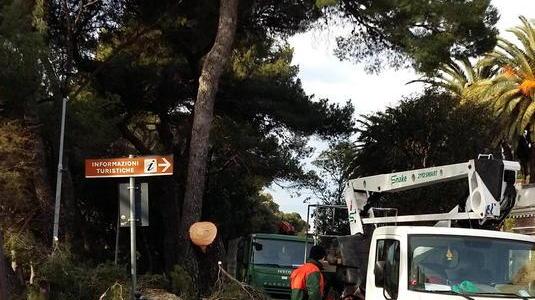 Maxi intervento di potatura nel quartiere del Lillatro