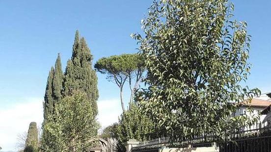 Scoppia la rivolta per i nuovi alberi: «I ligustri no, non li vogliamo»