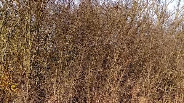 Le prime multe degli ispettori dell’ambiente: sanzionate due persone