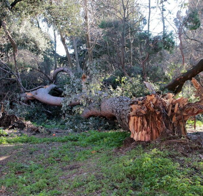 Il Comune dà il via al censimento informatico degli alberi in città 