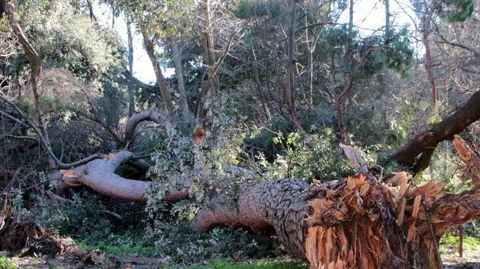 Il Comune dà il via al censimento informatico degli alberi in città