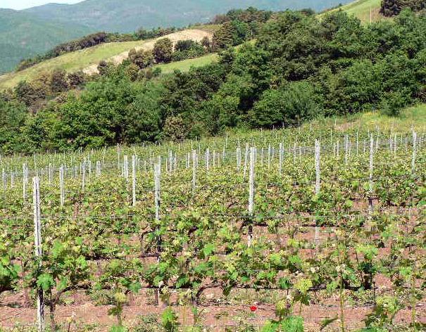 Alleanza tra i Comuni per attrarre residenti nella zona Covid-free 