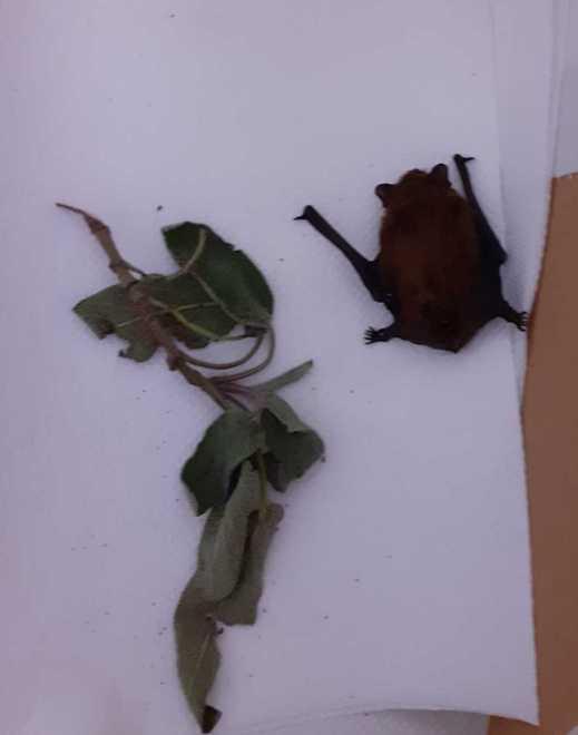 Salvano un piccolo pipistrello e poi gli danno un nome cinese