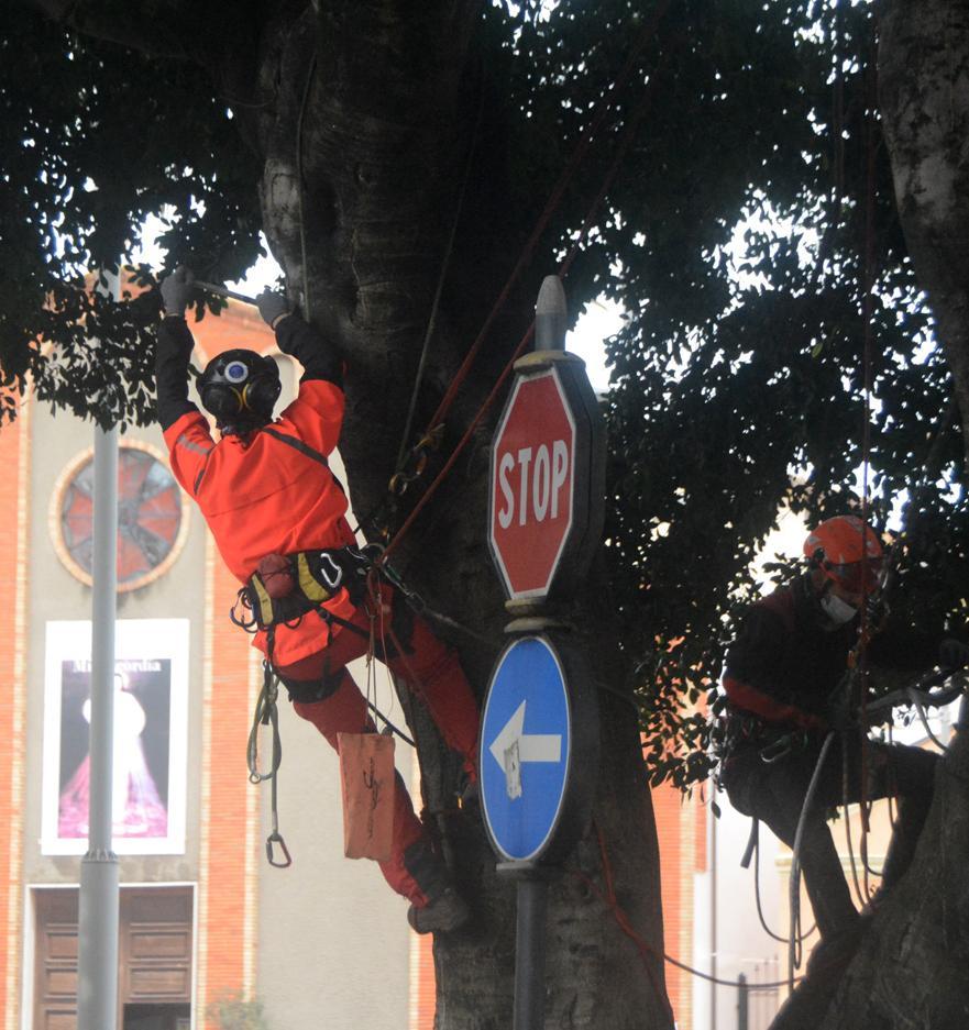 Giardinieri acrobati per gli alberi di piazza Roma