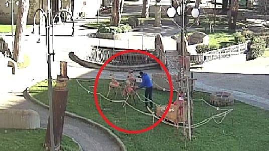 Danneggia gli addobbi natalizi: denunciato