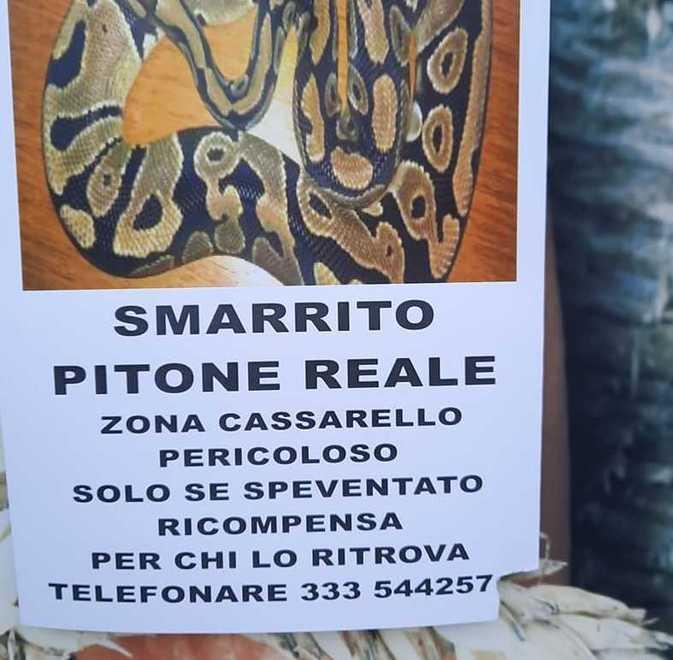 «Smarrito pitone reale», allarme in città: ma poi si scopre che è stata una burla 