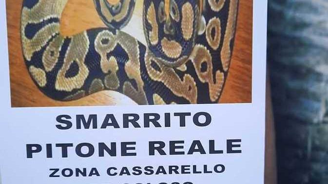 «Smarrito pitone reale», allarme in città: ma poi si scopre che è stata una burla