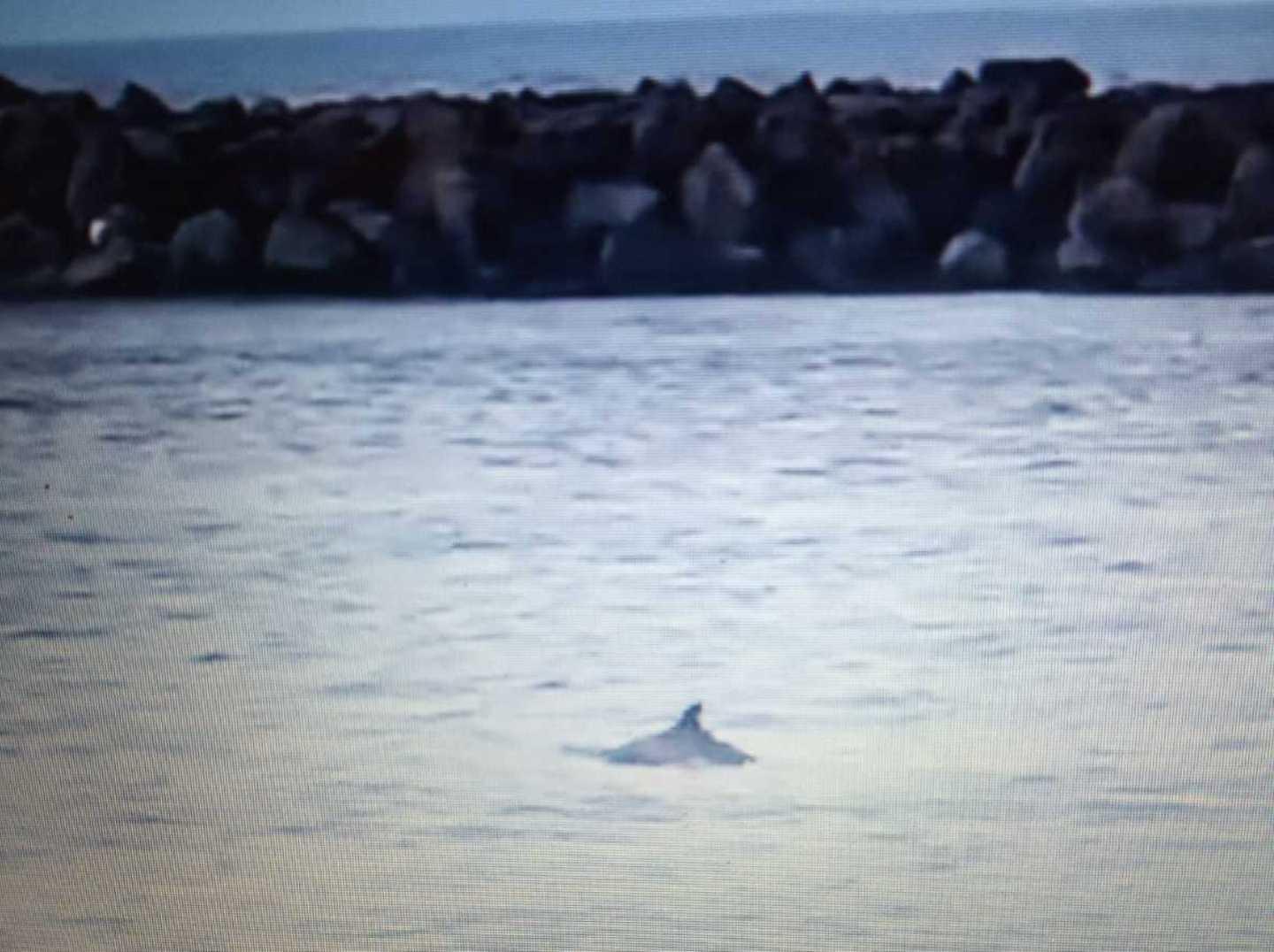 Bosa, un delfino finisce tra le anse del Temo 