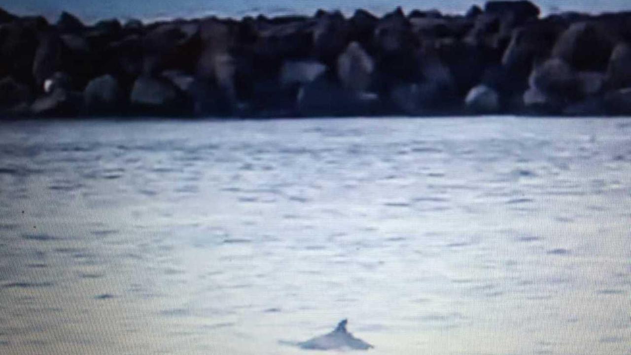 Bosa, un delfino finisce tra le anse del Temo 