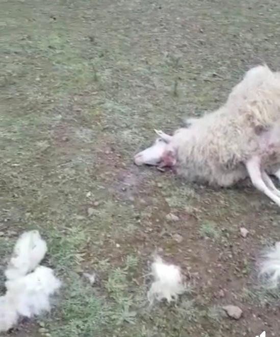 Quattro pecore uccise sulle colline di Cecina. Il pastore: «Ora abbiamo paura» 