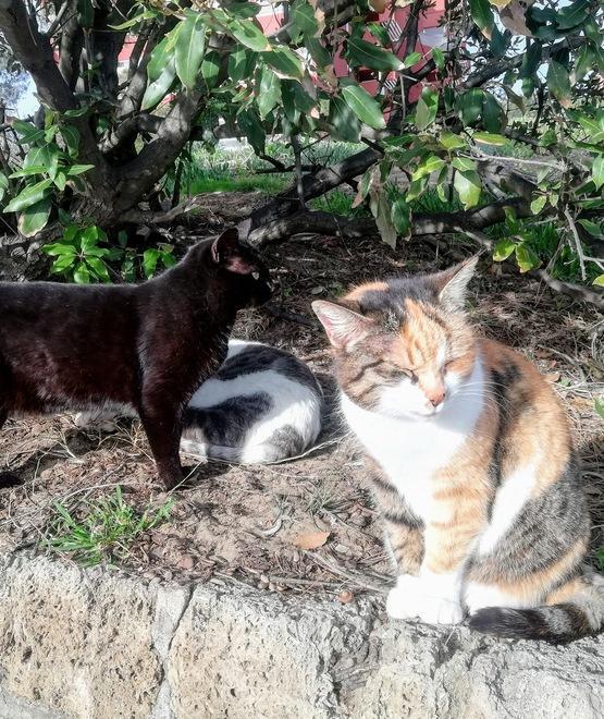 Lea, micia di 19 anni testimonial della colonia 
