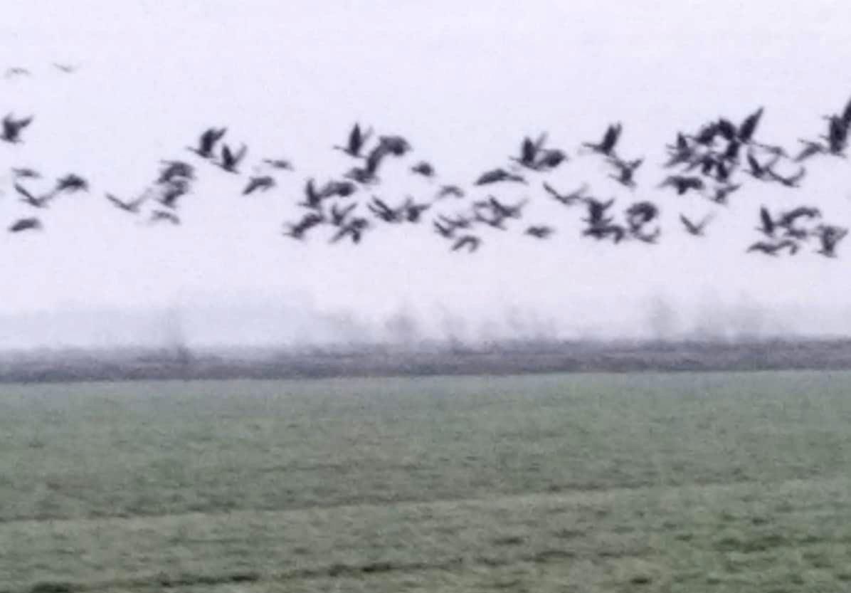 Stormi di oche invadono le campagne portuensi