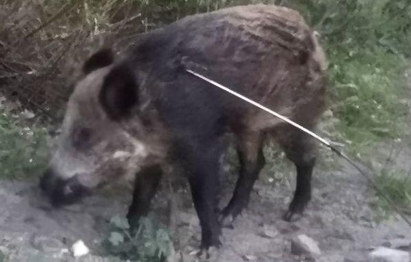 Golfo Aranci, bracconieri arpionano un cinghiale 