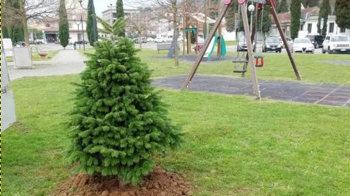 Alberi di Natale ripiantati nei parchi pubblici