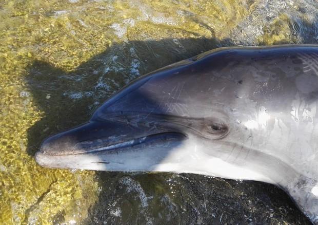 Moria di delfini in Toscana: Arpat, non è morbillivirus