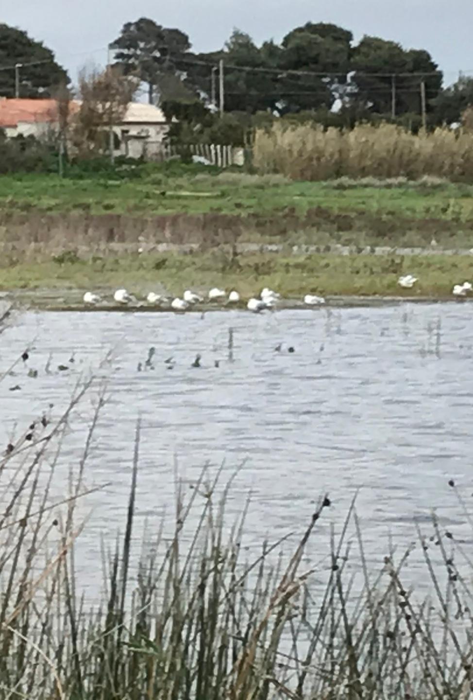 A Maria Pia la bellezza degli stagni temporanei