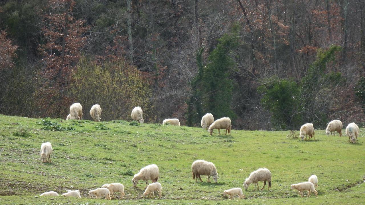 Pecore al pascolo (foto Enzo Russo)