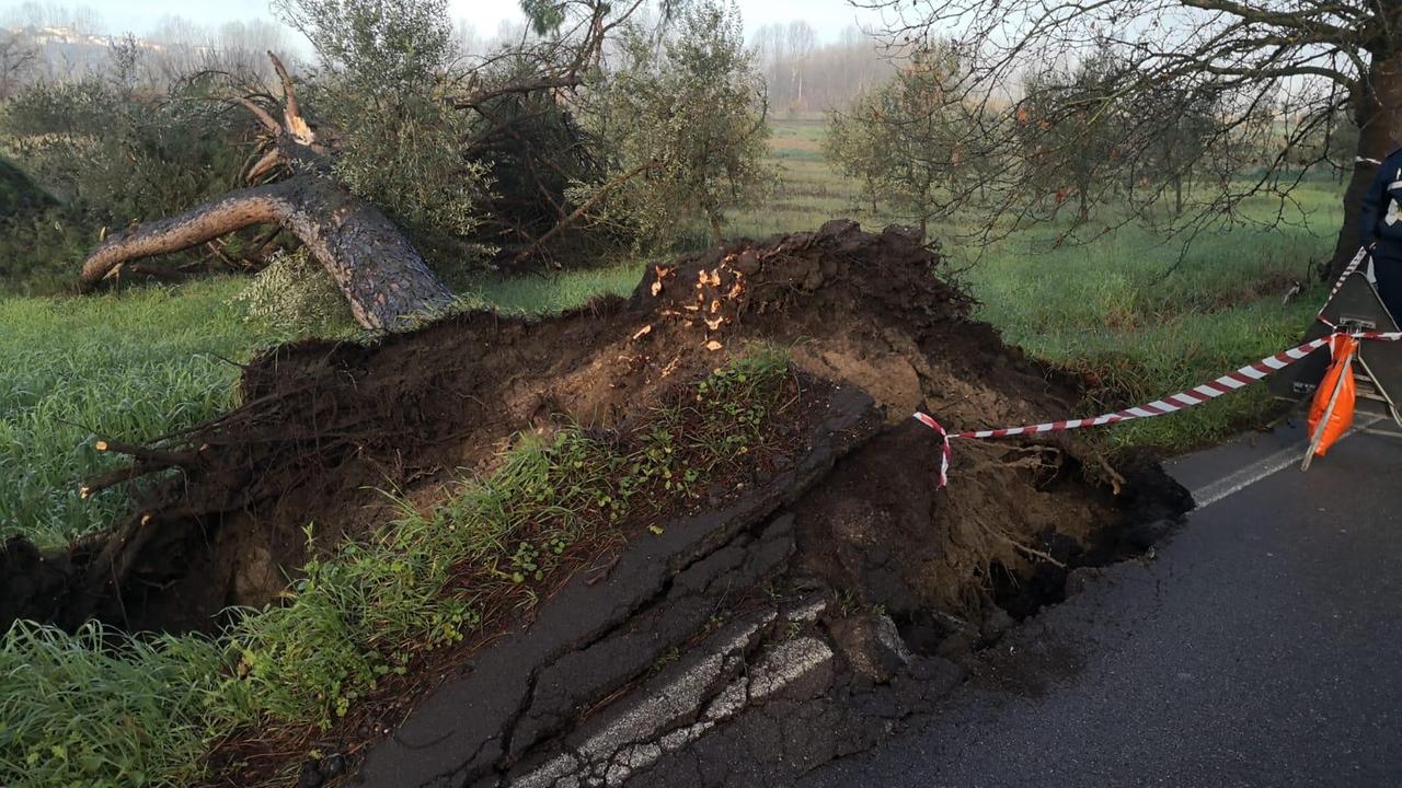Il pino crollato a Cambiano