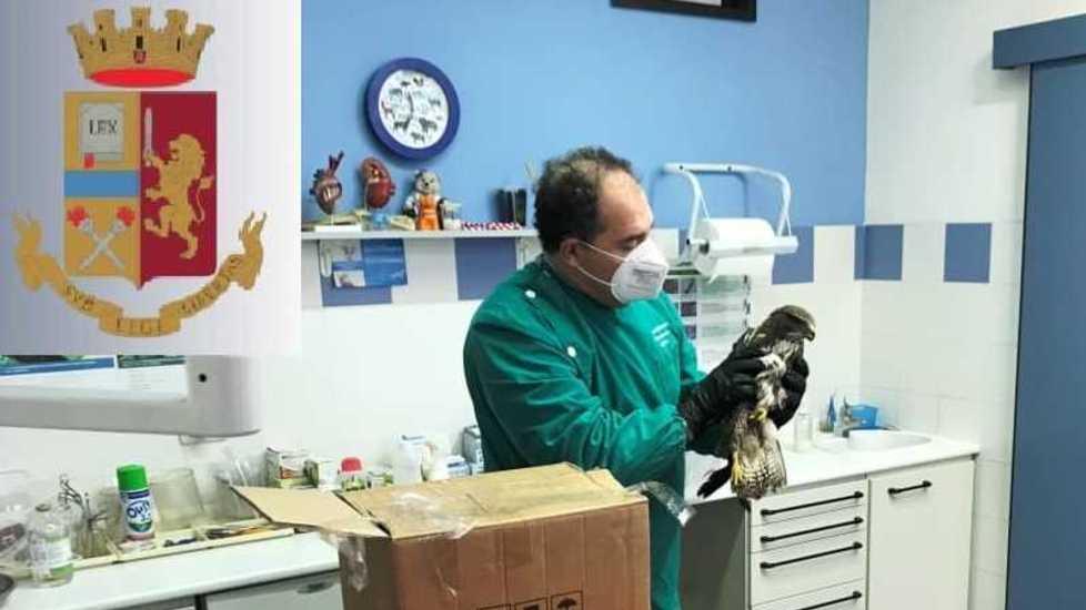 La polizia stradale salva un esemplare di poiana