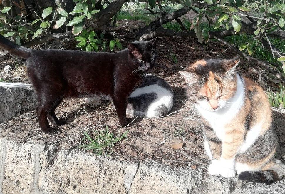 Gatti sfrattati dalla curia La Onlus pugliese offre supporto legale