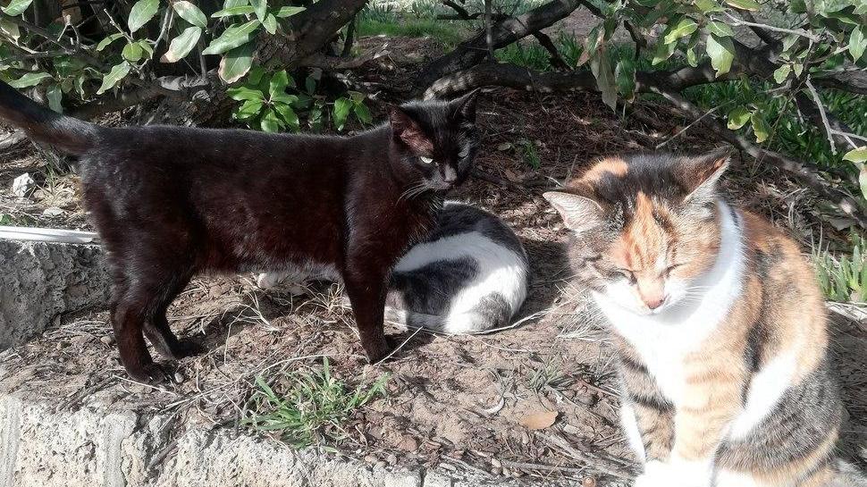 Gatti sfrattati dalla curia La Onlus pugliese offre supporto legale
