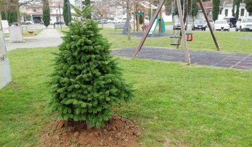 Ripiantati nei parchi nove alberi di Natale