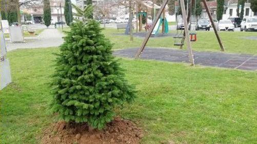 Ripiantati nei parchi nove alberi di Natale