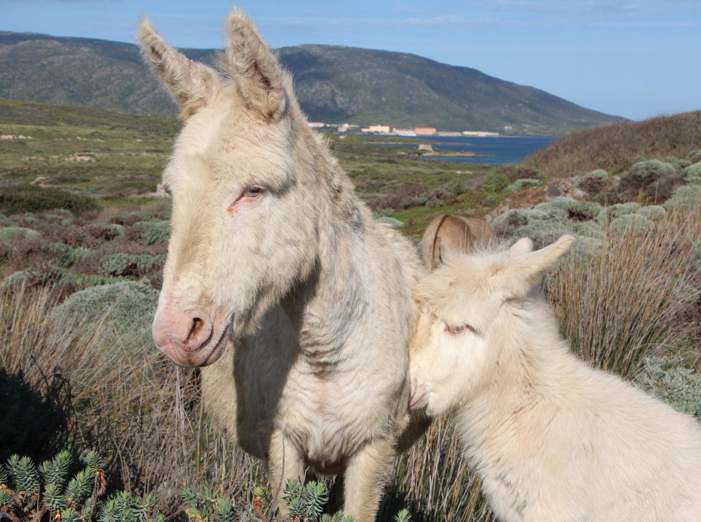 Asinara, da Roma gli aiuti alle imprese 