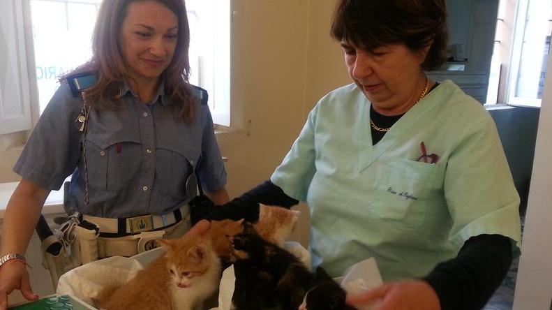 Modena Animali abbandonati o chiusi in macchina: oltre 200 interventi
