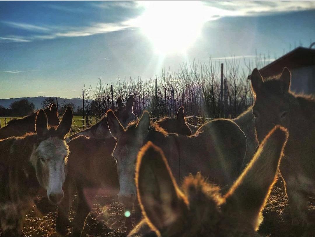 L’Asineria non si ferma, partono le adozioni a distanza degli animali 