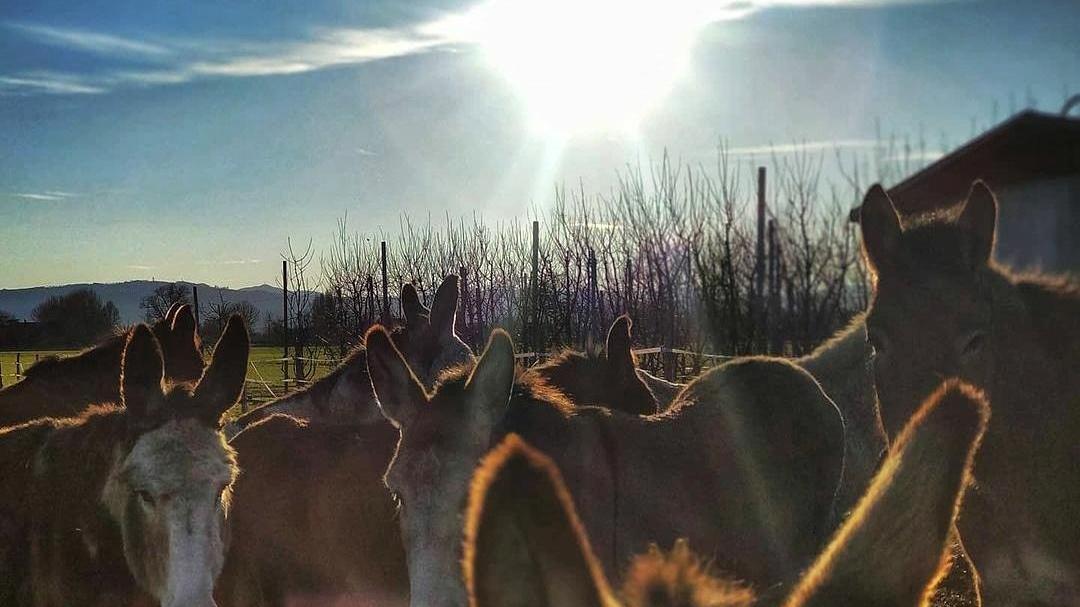 L’Asineria non si ferma, partono le adozioni a distanza degli animali