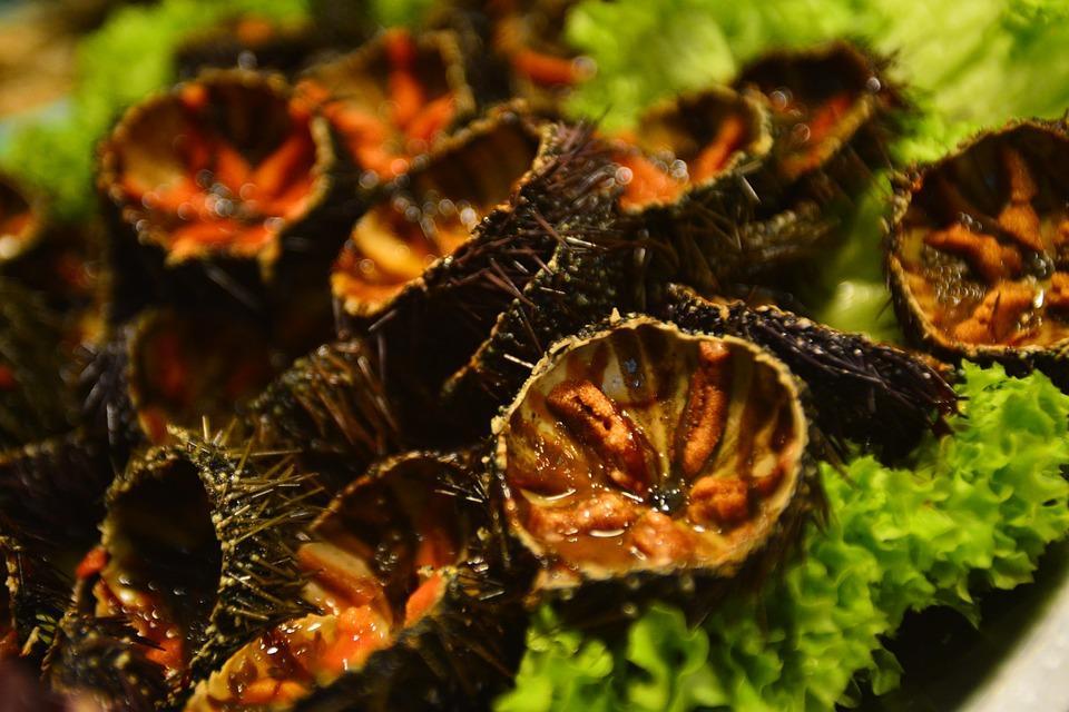 Sorpreso con 800 ricci alla Marina di Sorso nonostante il fermo biologico: sanzionato 