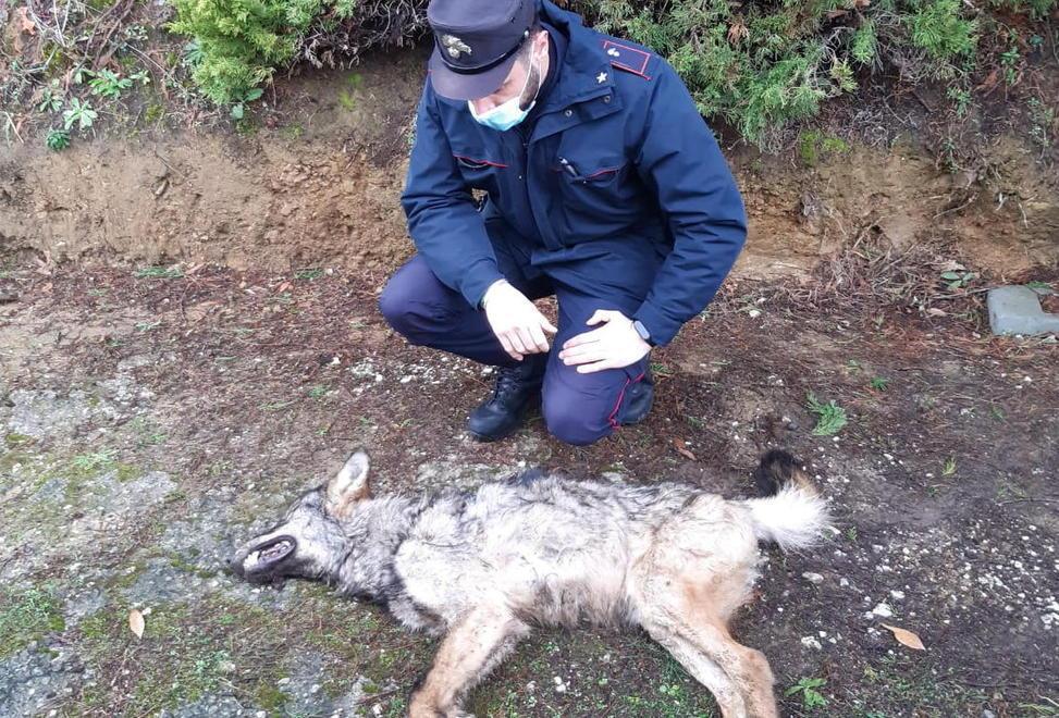 Avvelenato il lupo trovato morto a gennaio ora scatta la bonifica