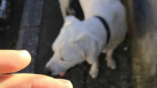 Bocconi con chiodi di metallo lasciati ai margini del parco a Palazzaccio