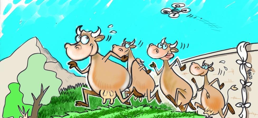 Le quattro vacche in fuga “inseguite” dal drone della polizia provinciale nella vignetta di Mauro Moretti