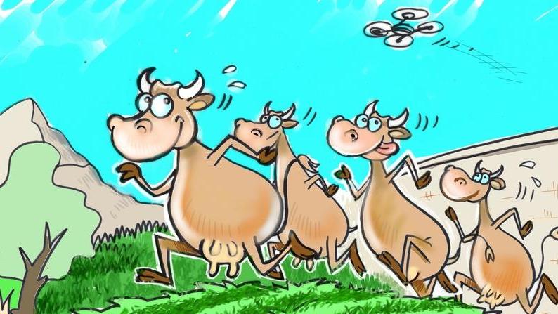 Le quattro vacche in fuga “inseguite” dal drone della polizia provinciale nella vignetta di Mauro Moretti