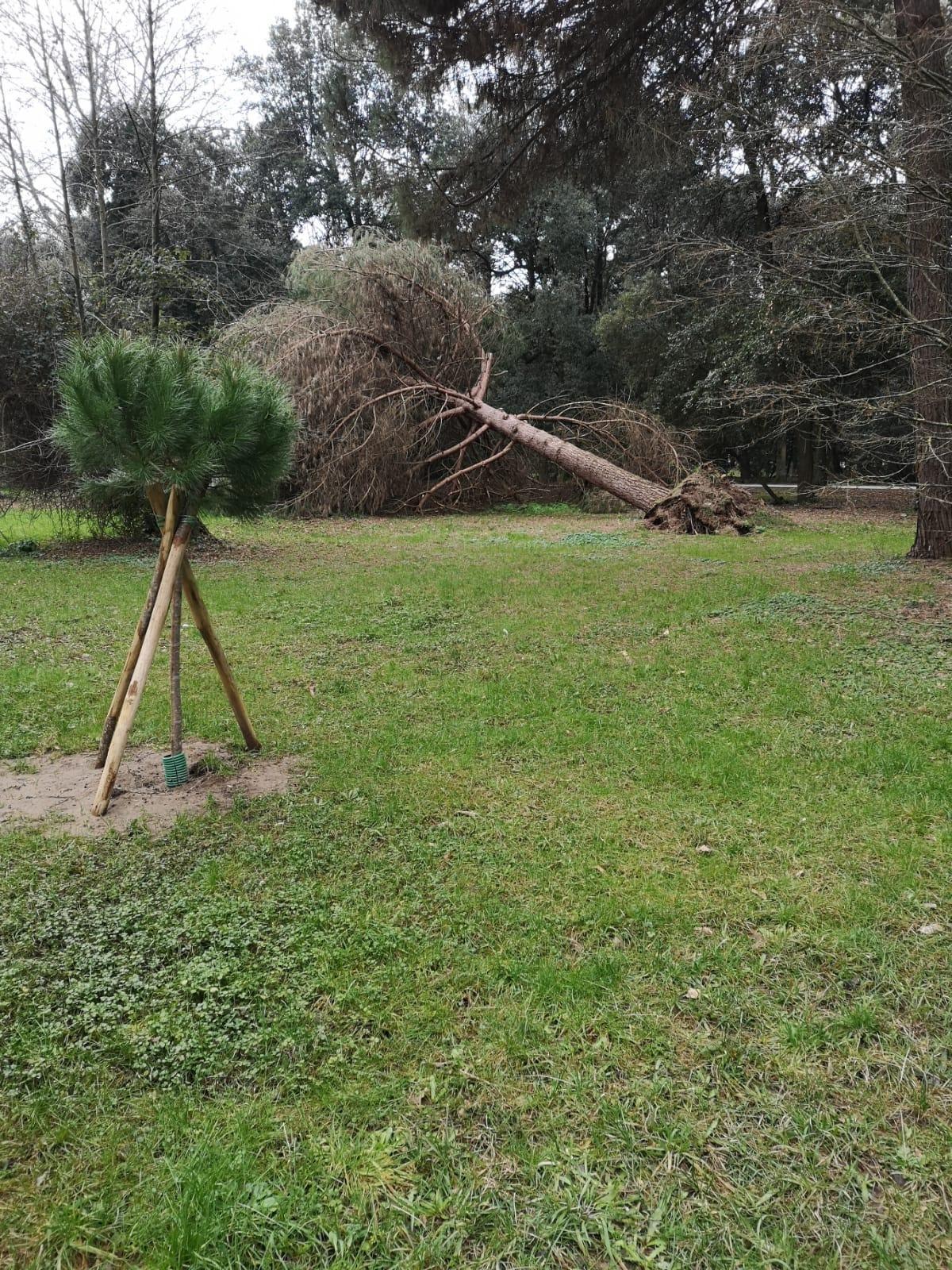 Il comitato per la pineta al Comune: "No a tagli indiscriminati, serve uno studio serio"